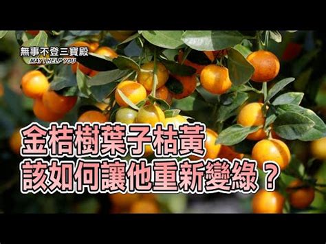 聖杯擺放|聖杯如何放？最詳細的擺放指南與方法